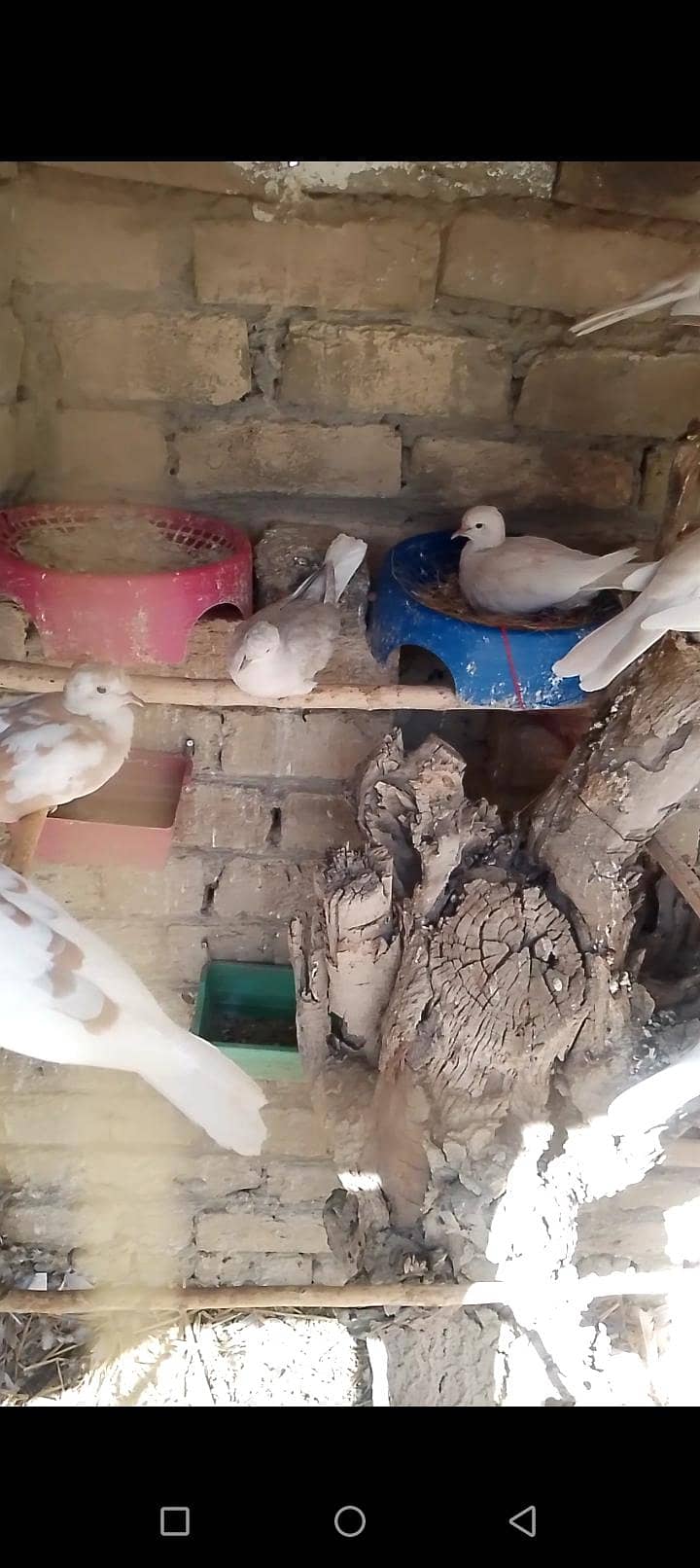 doves 1