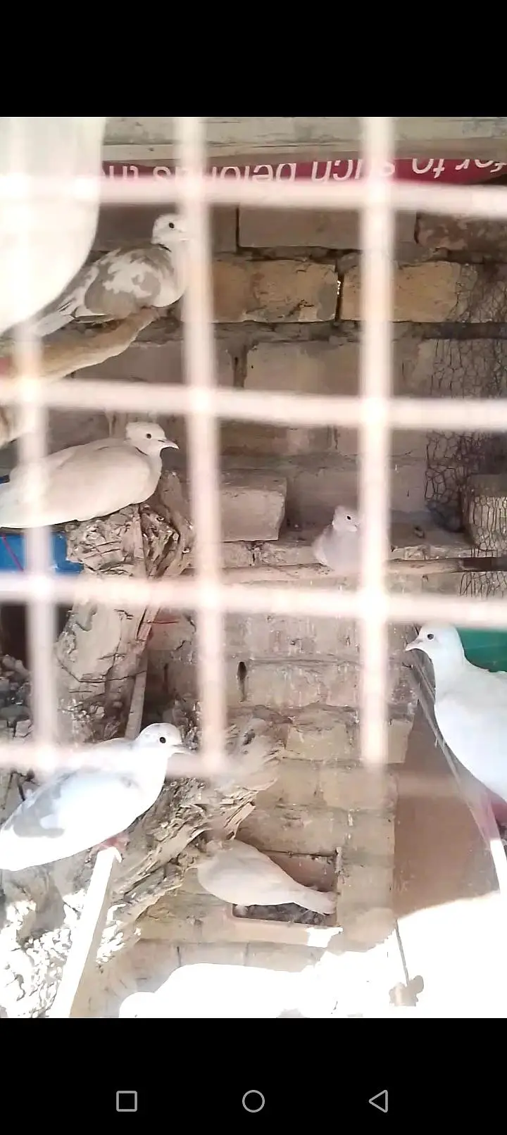 doves — photo 3