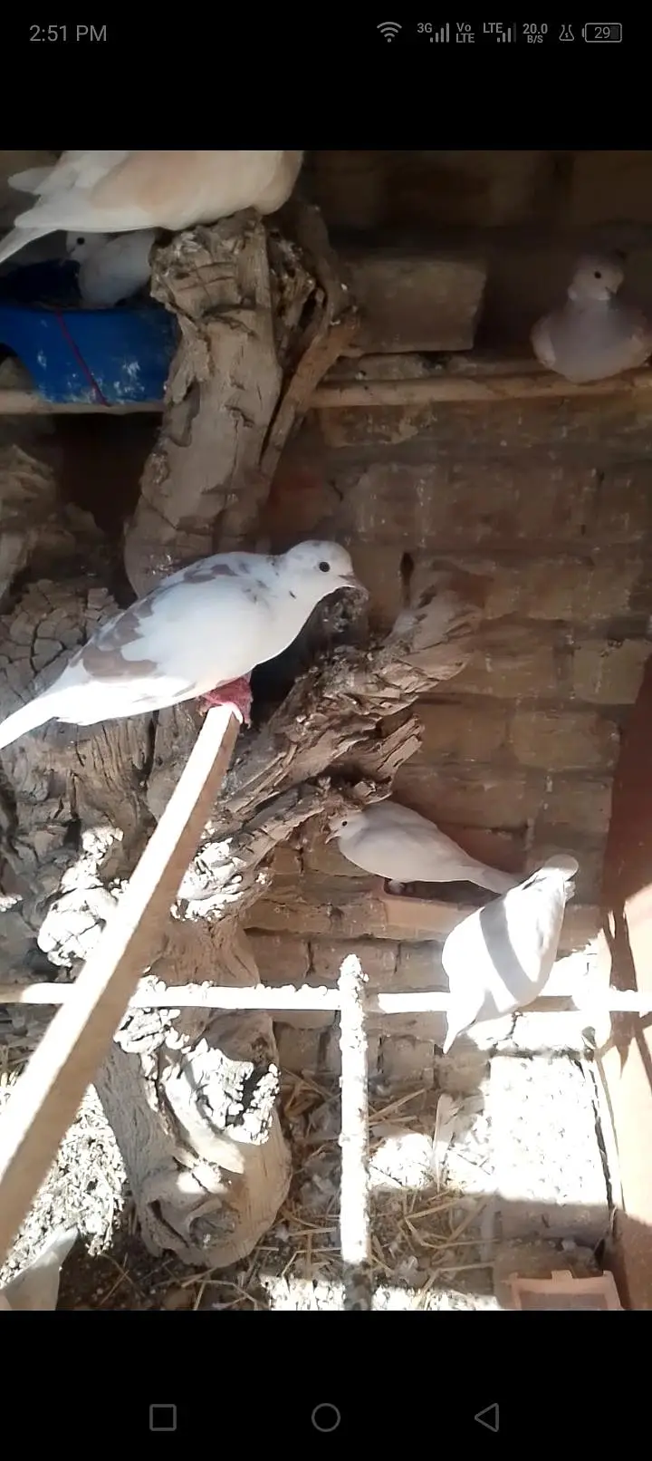 doves — photo 4