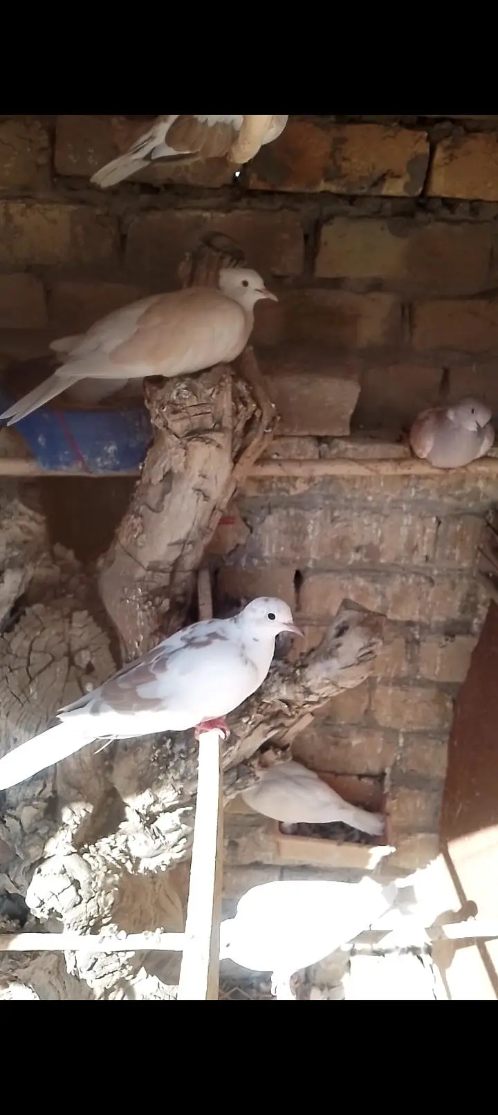 doves — photo 5