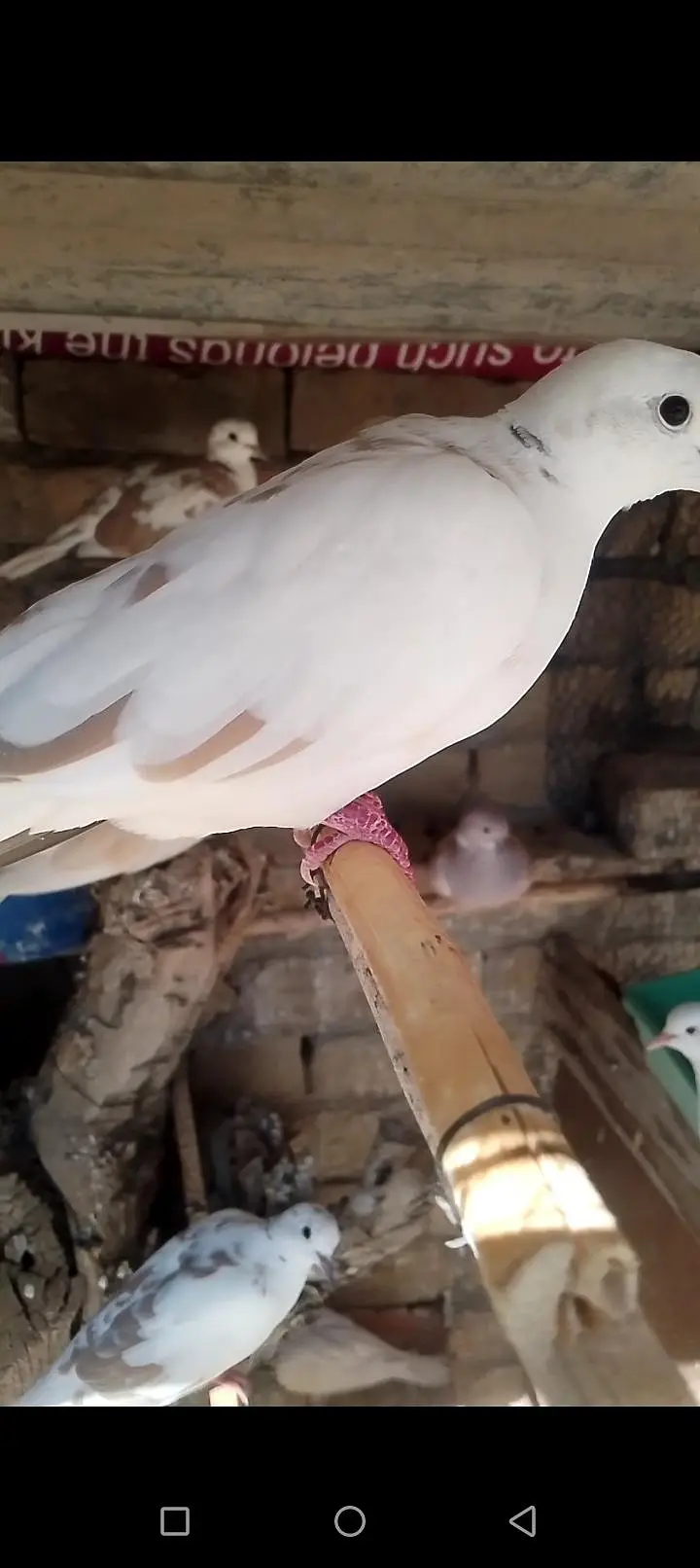 doves — photo 6