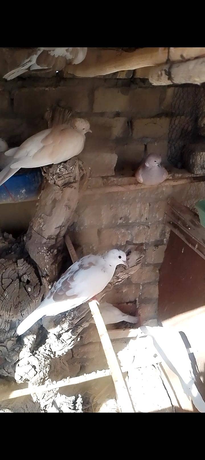 doves 6