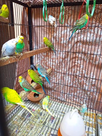 Australian Birds