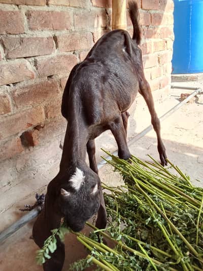 Bakra and bakri