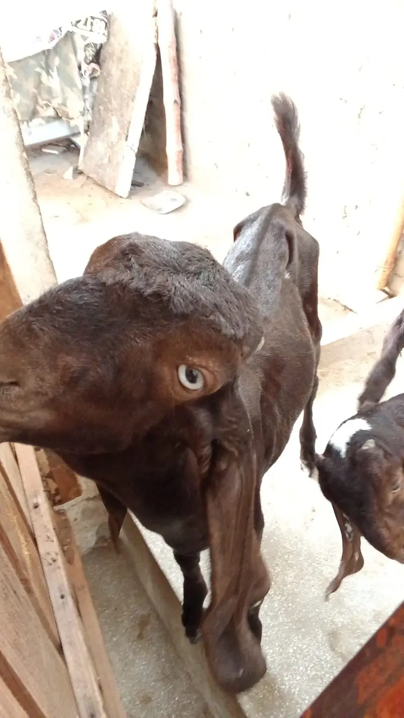 Bakra and bakri — photo 3