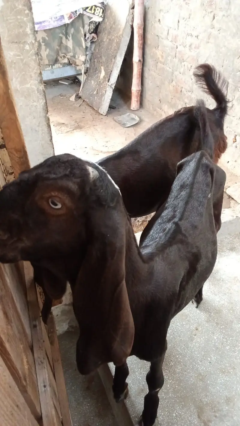 Bakra and bakri — photo 4