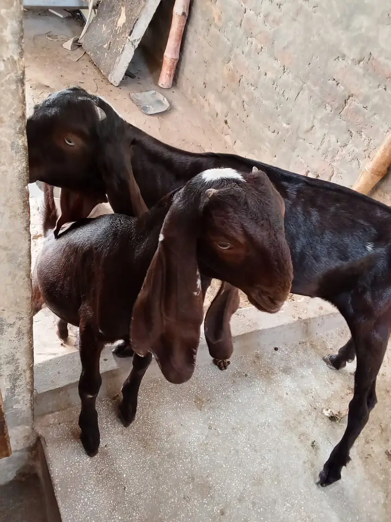 Bakra and bakri — photo 5