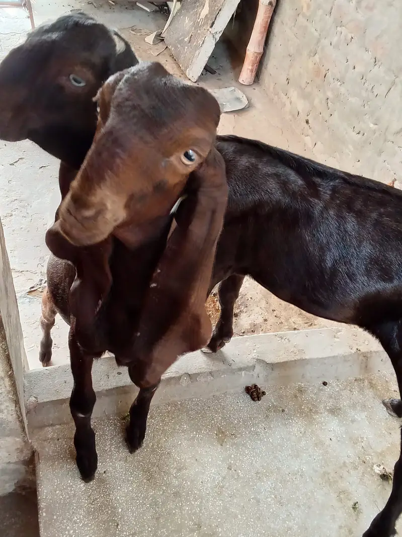 Bakra and bakri — photo 6