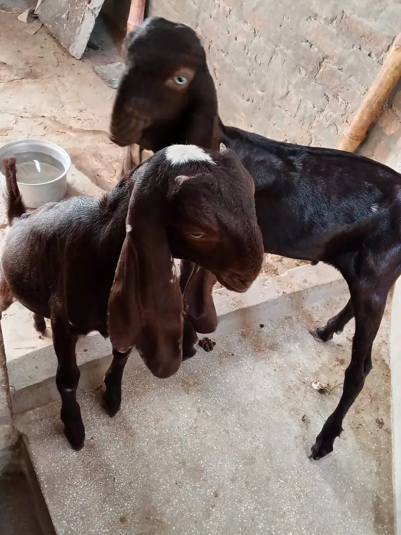 Bakra and bakri — photo 7