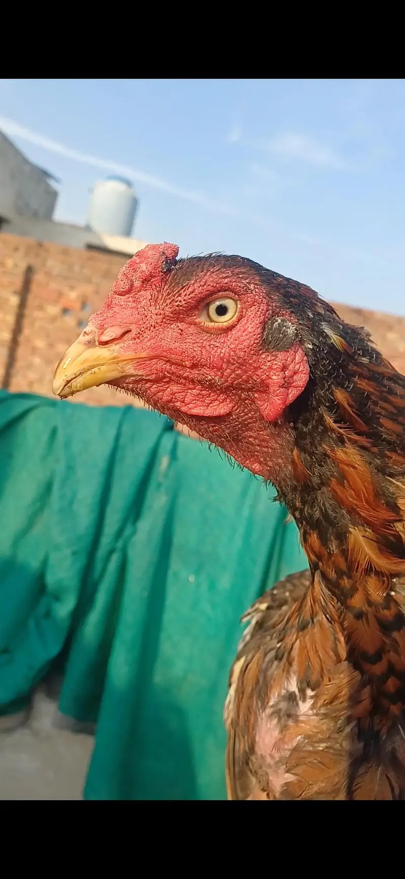 jawa patha home breed for sale .  .  .  or pila patha — photo 7