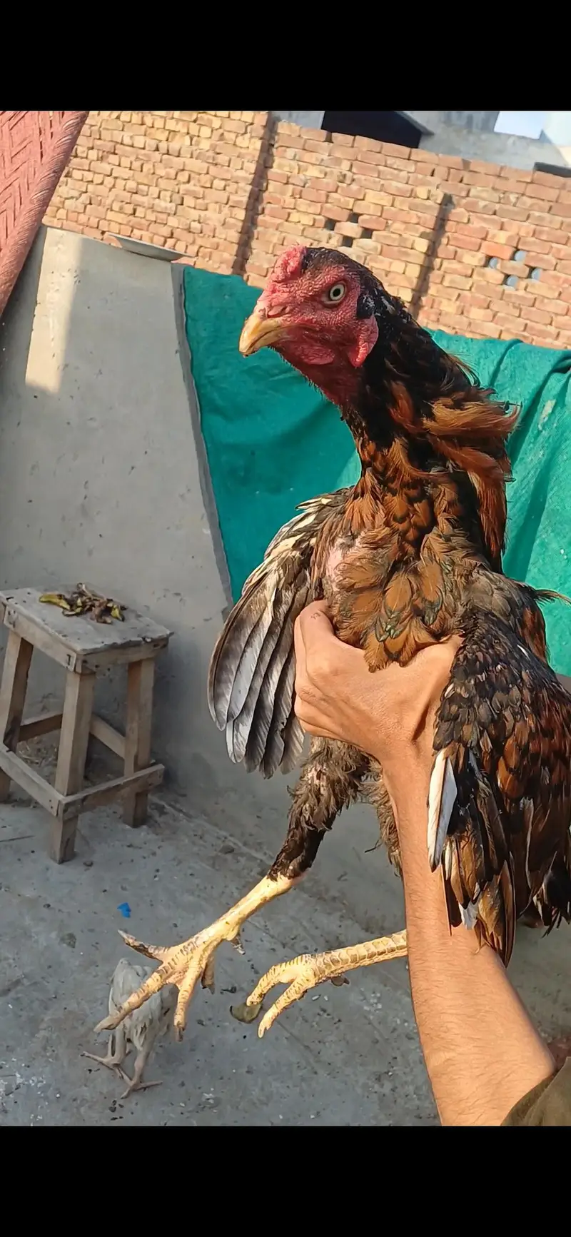jawa patha home breed for sale .  .  .  or pila patha — photo 8