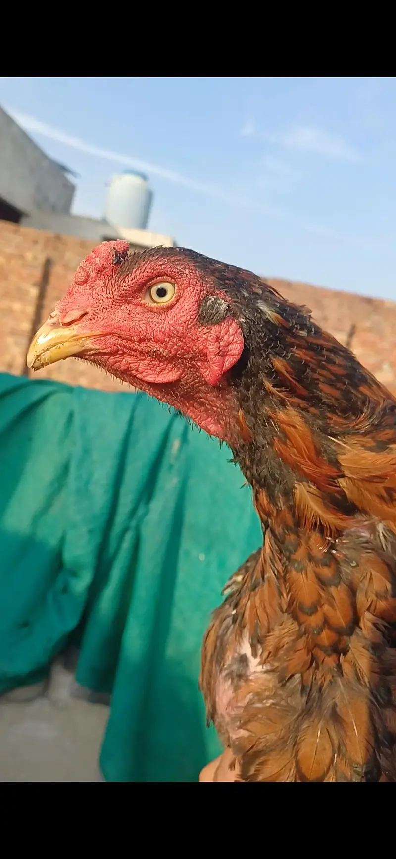 jawa patha home breed for sale .  .  .  or pila patha — photo 9