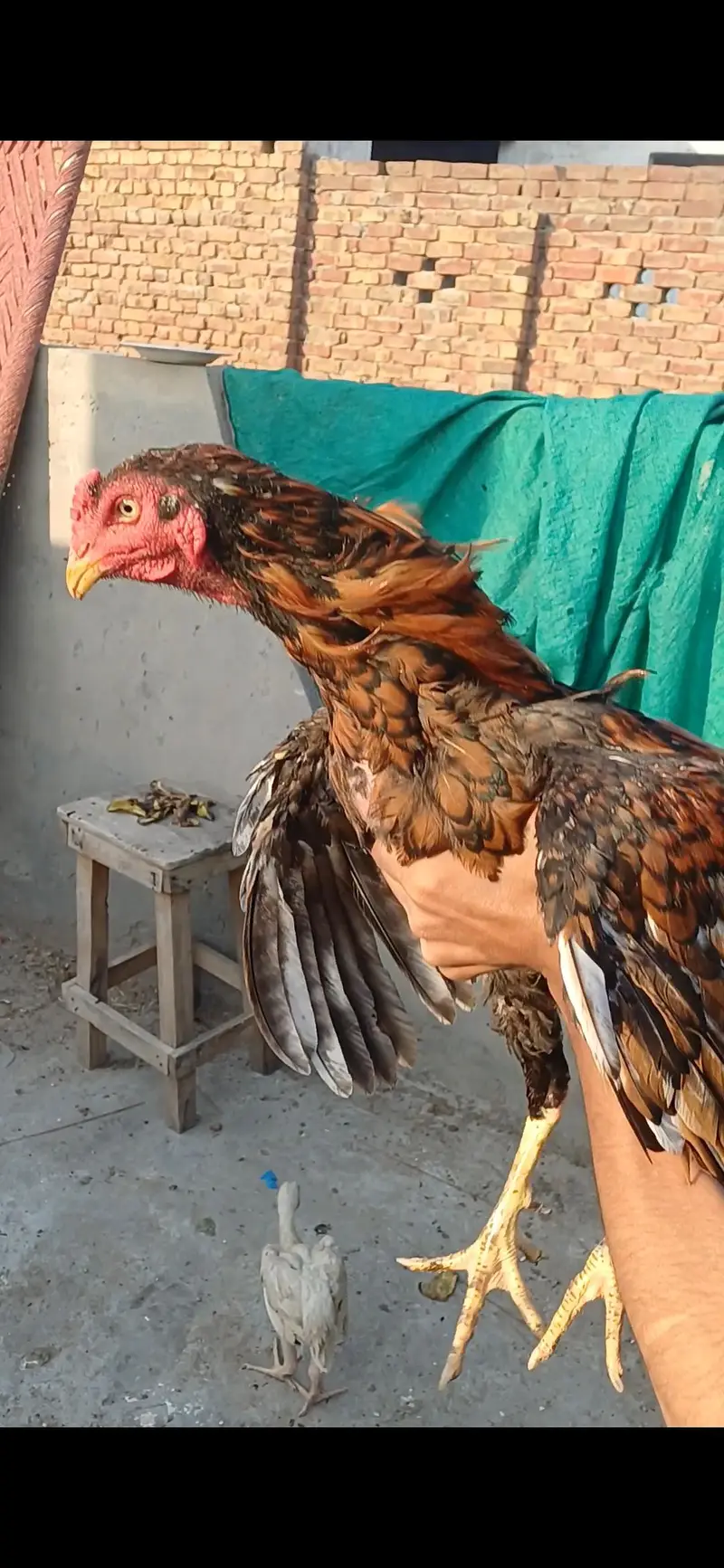 jawa patha home breed for sale .  .  .  or pila patha — photo 10