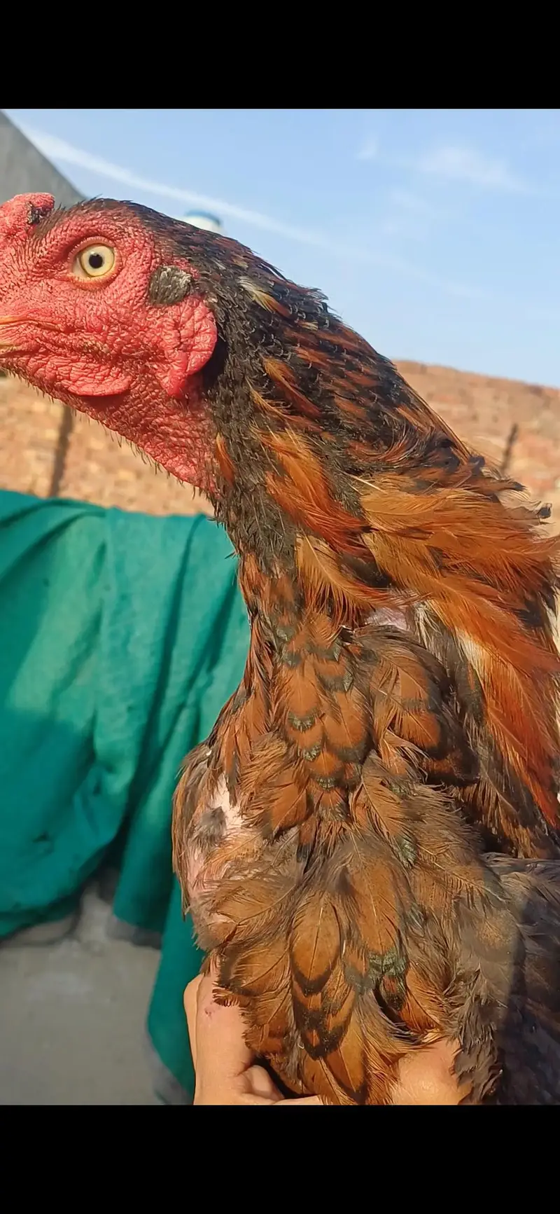 jawa patha home breed for sale .  .  .  or pila patha — photo 11