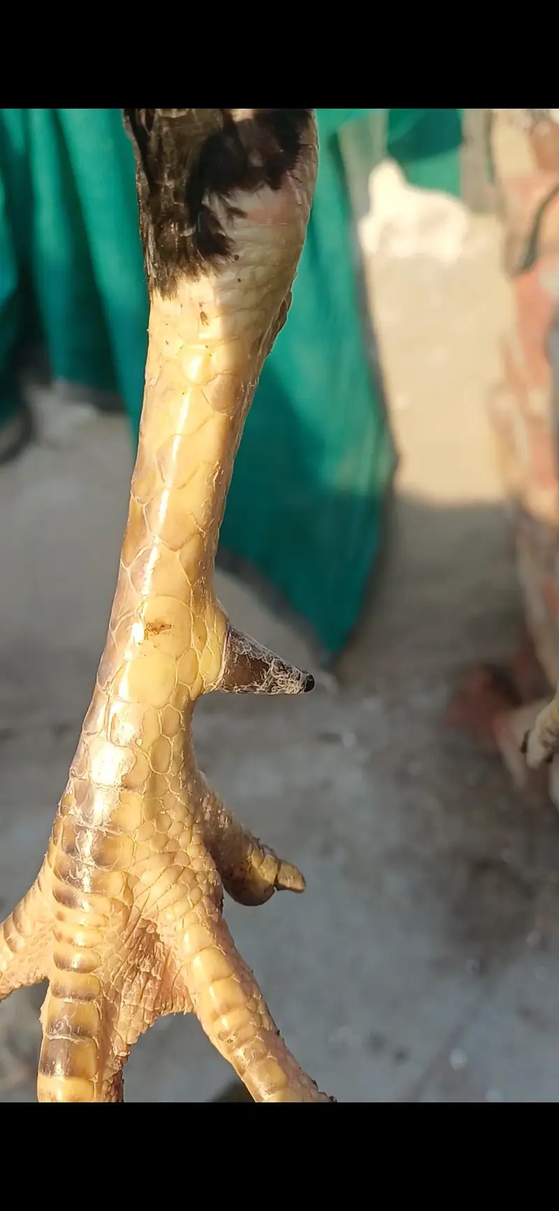 jawa patha home breed for sale .  .  .  or pila patha — photo 12