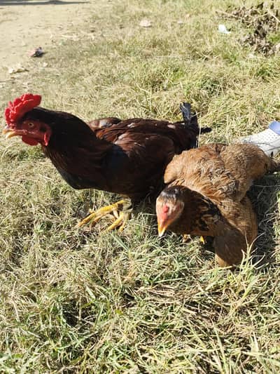 Desi Hen & Rooster (Cock) for Sale - Rs. 3000 & Rs. 4000 - Abbottabad