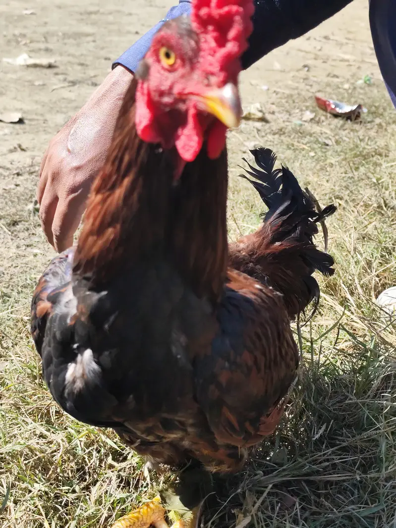Desi Hen & Rooster (Cock) for Sale - Rs. 3000 & Rs. 4000 - Abbottabad — photo 2