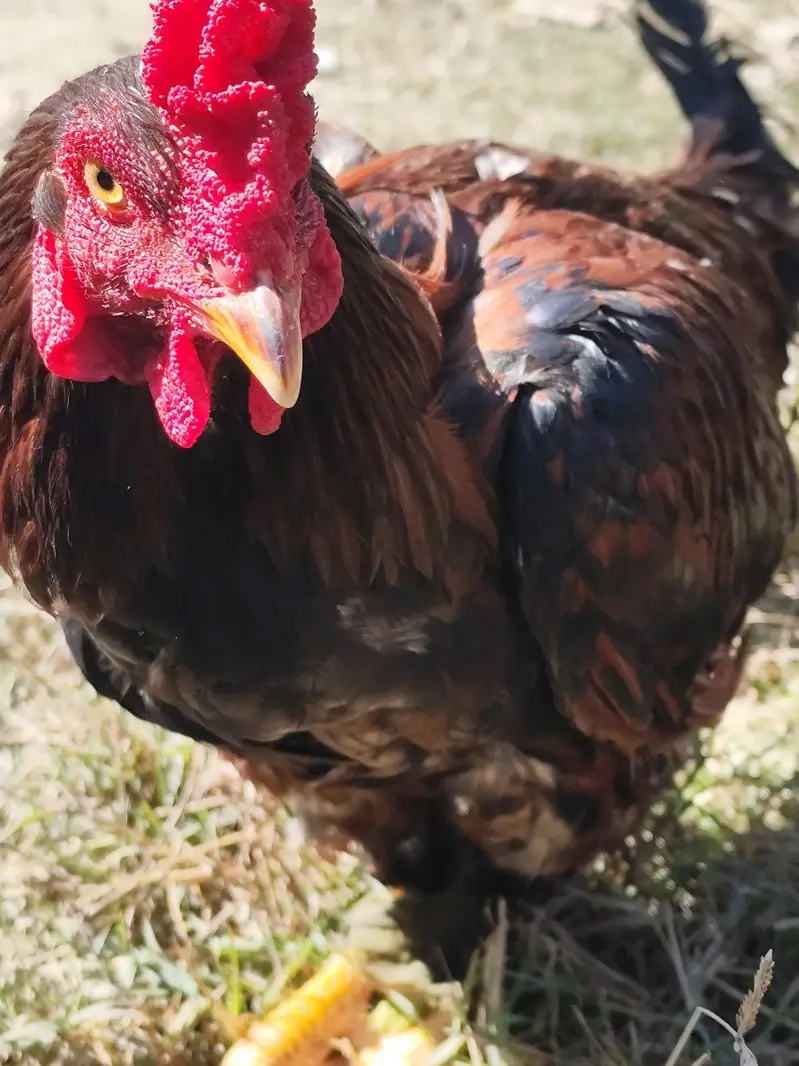Desi Hen & Rooster (Cock) for Sale - Rs. 3000 & Rs. 4000 - Abbottabad — photo 3