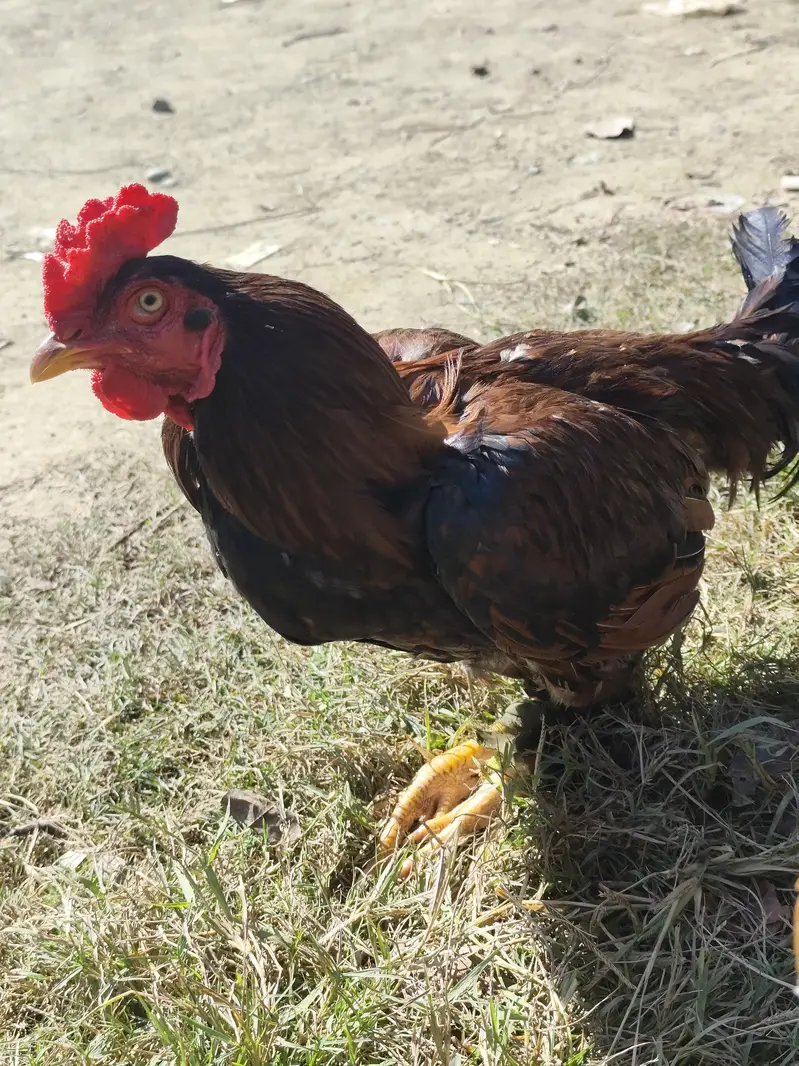 Desi Hen & Rooster (Cock) for Sale - Rs. 3000 & Rs. 4000 - Abbottabad — photo 4
