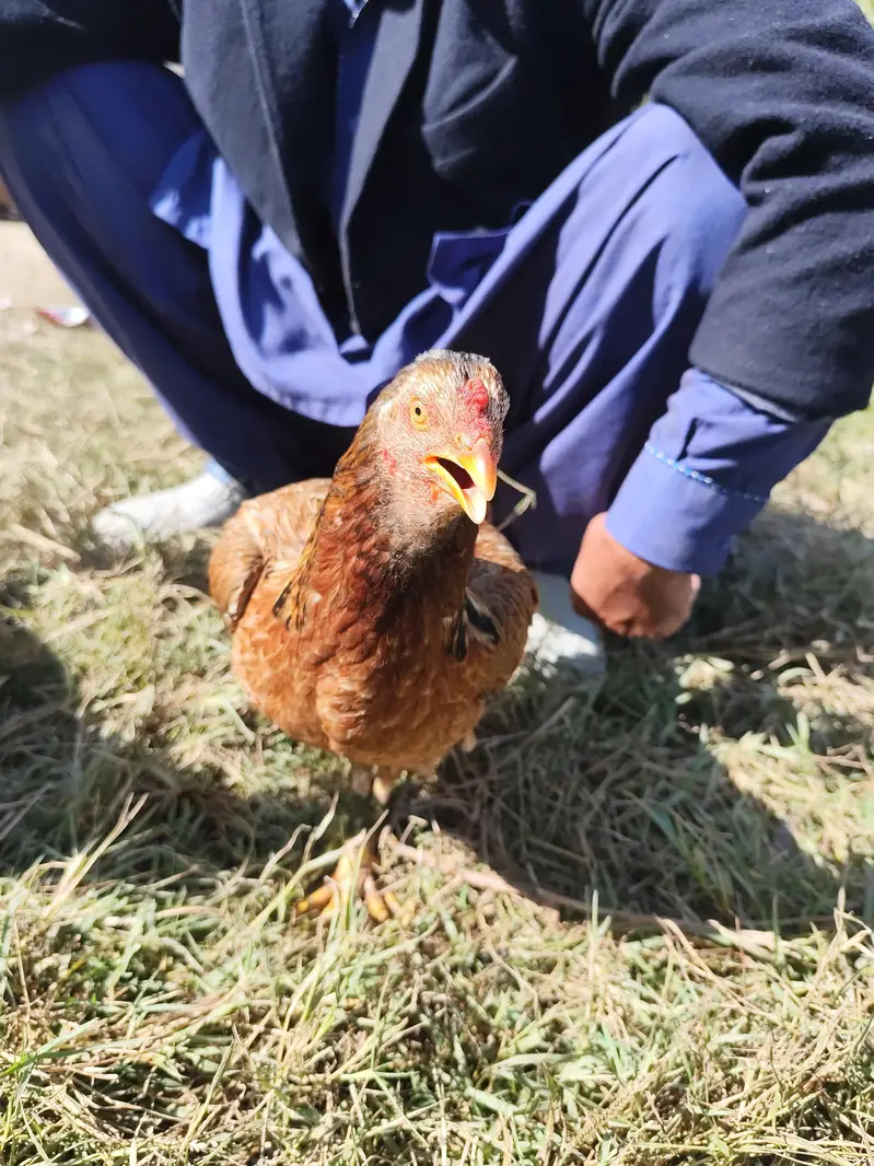 Desi Hen & Rooster (Cock) for Sale - Rs. 3000 & Rs. 4000 - Abbottabad — photo 5