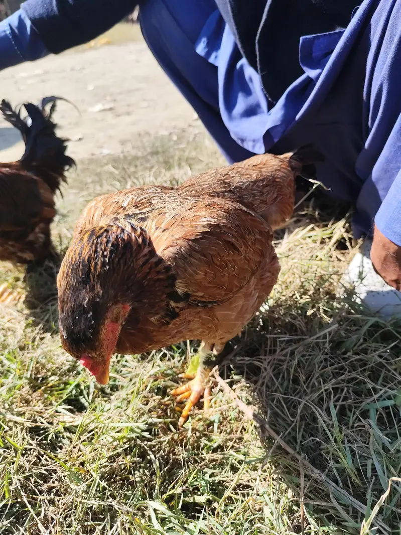 Desi Hen & Rooster (Cock) for Sale - Rs. 3000 & Rs. 4000 - Abbottabad — photo 6