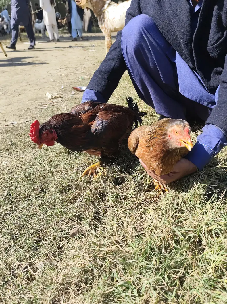 Desi Hen & Rooster (Cock) for Sale - Rs. 3000 & Rs. 4000 - Abbottabad — photo 7