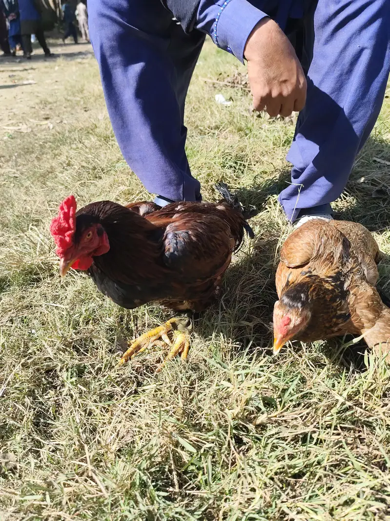 Desi Hen & Rooster (Cock) for Sale - Rs. 3000 & Rs. 4000 - Abbottabad — photo 8