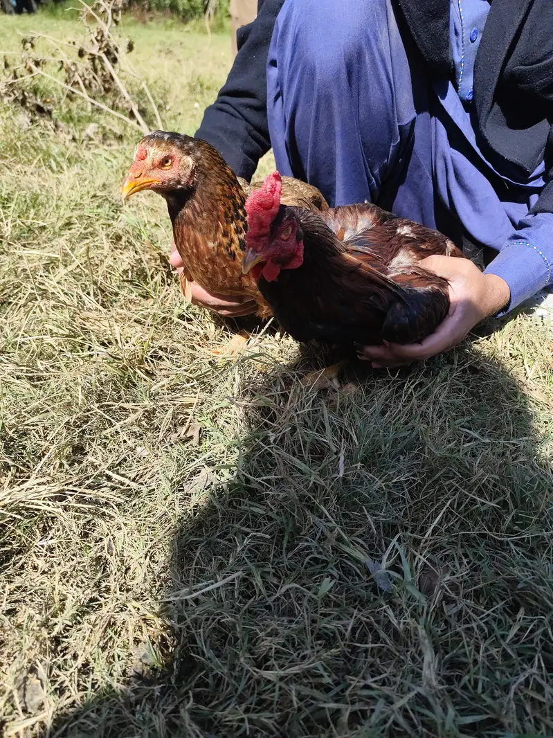 Desi Hen & Rooster (Cock) for Sale - Rs. 3000 & Rs. 4000 - Abbottabad — photo 9