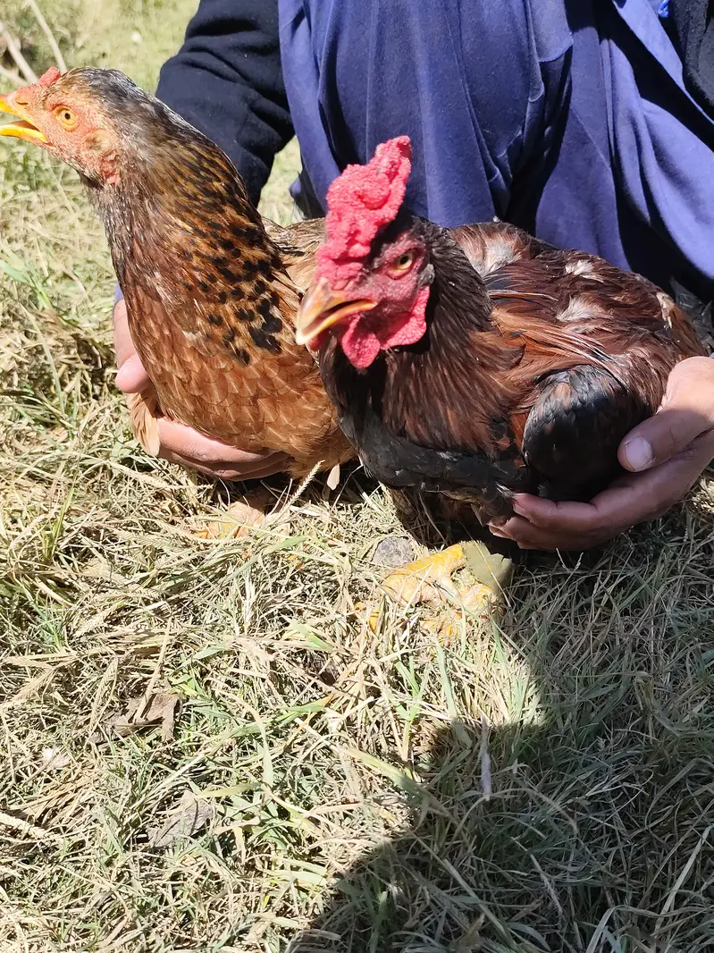 Desi Hen & Rooster (Cock) for Sale - Rs. 3000 & Rs. 4000 - Abbottabad — photo 10