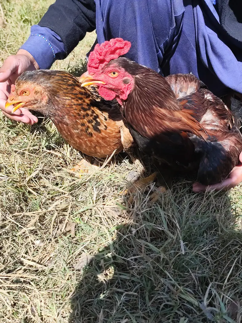 Desi Hen & Rooster (Cock) for Sale - Rs. 3000 & Rs. 4000 - Abbottabad — photo 11