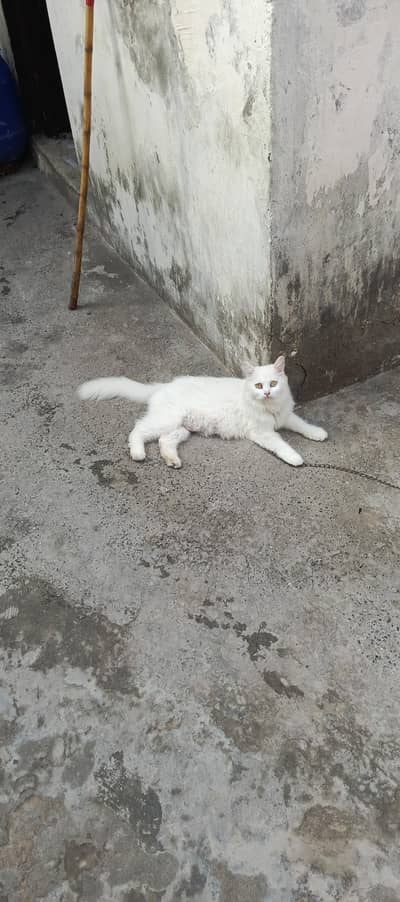 breeder female for sale breeding history available