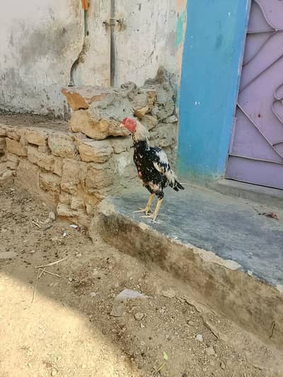 jawa murga