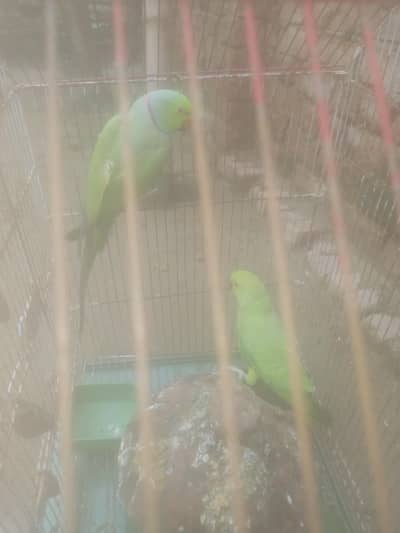 green parrot for sale