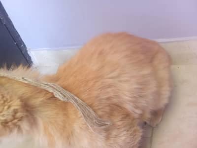 domestic cat