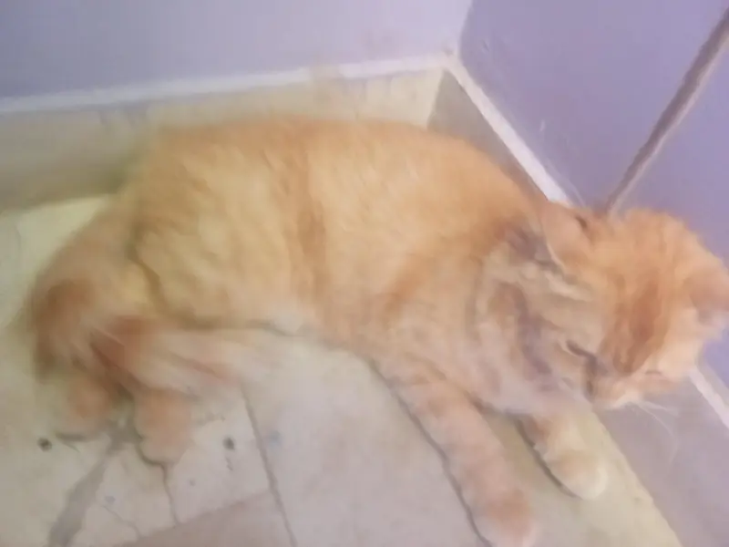 domestic cat — photo 3