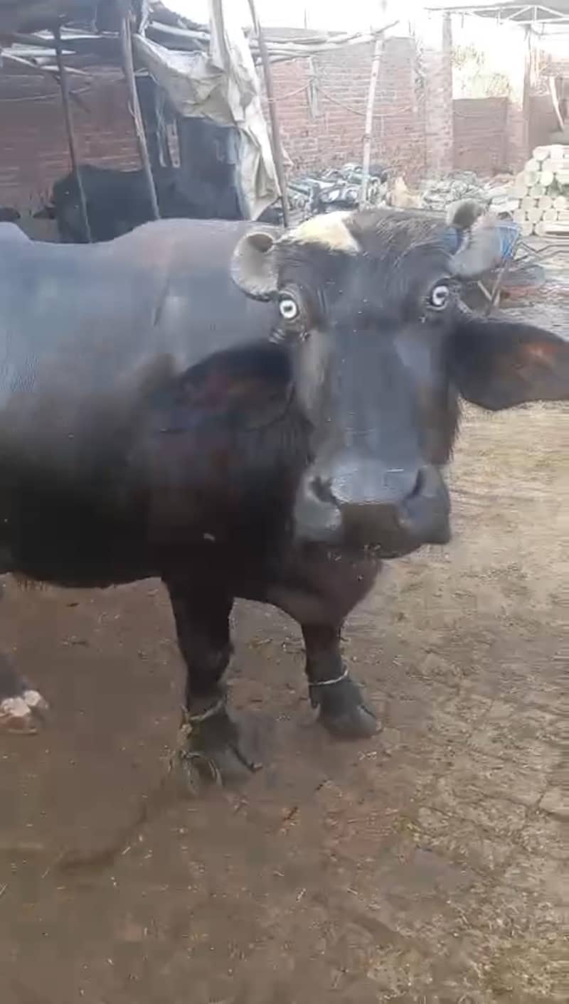 baffelo 0