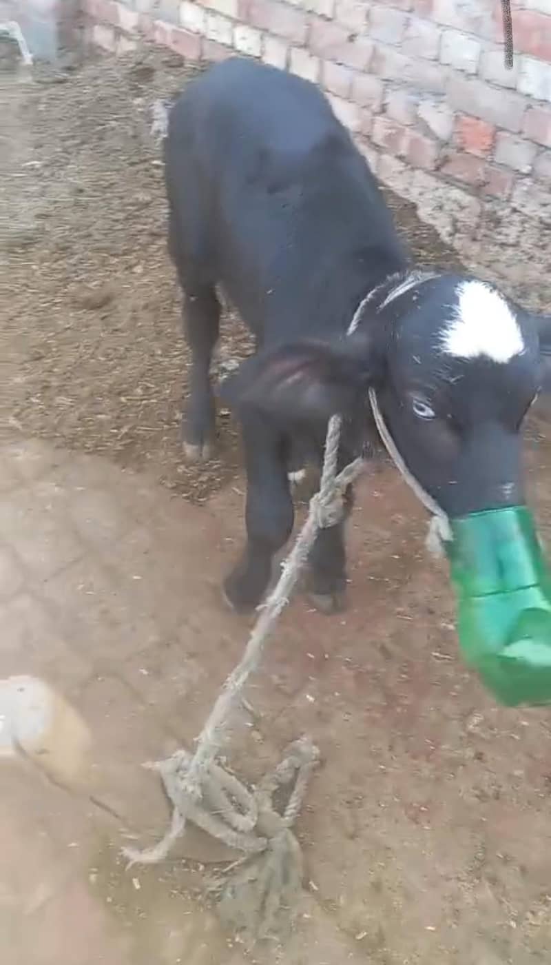 baffelo 2