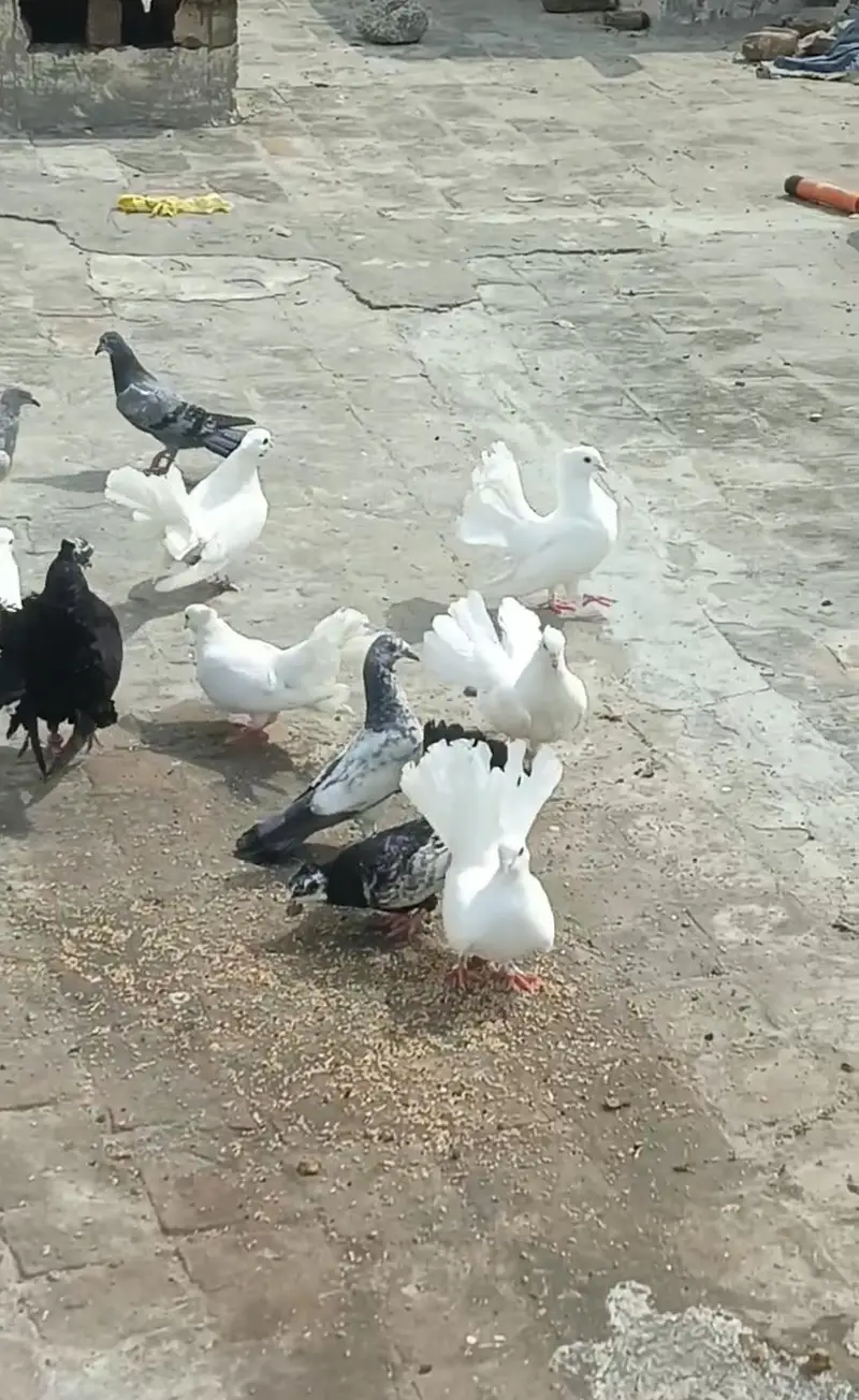 white / black / cheena colours adult Indian lucky — photo 2