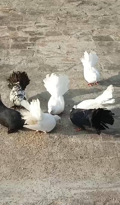 white / black / cheena colours adult Indian lucky