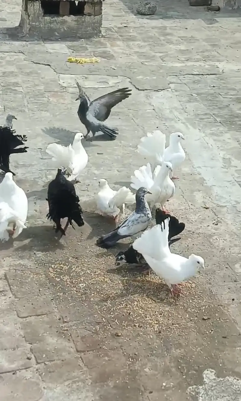 white / black / cheena colours adult Indian lucky — photo 3