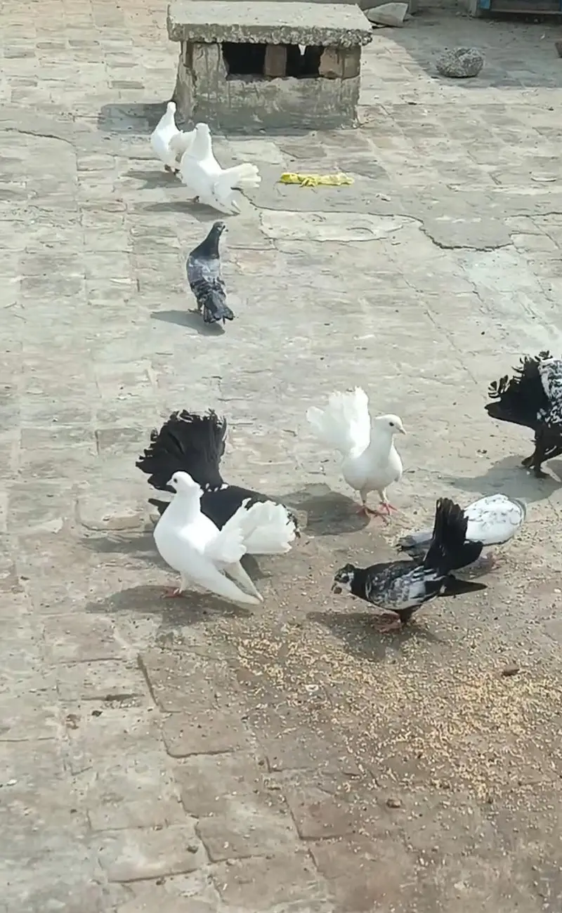 white / black / cheena colours adult Indian lucky — photo 4