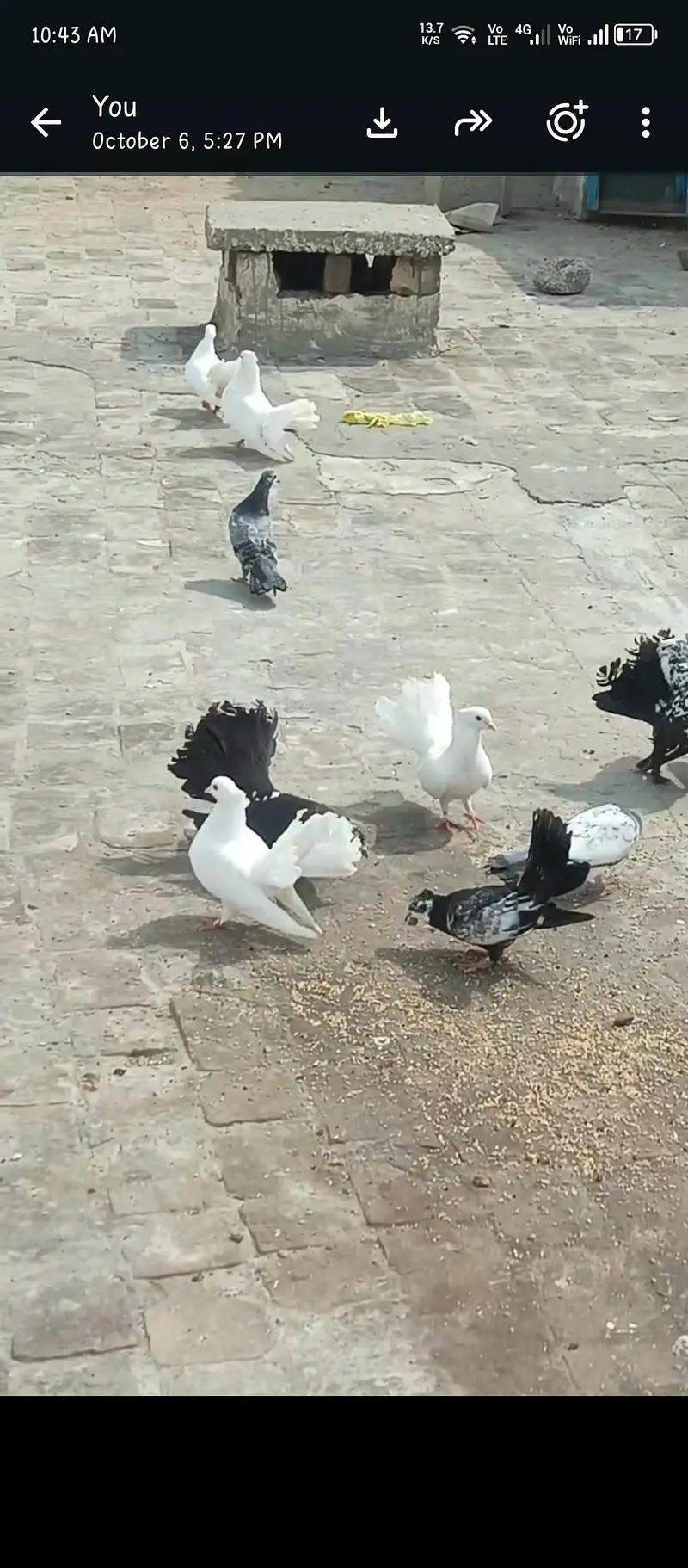 white / black / cheena colours adult Indian lucky — photo 5