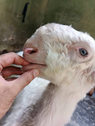 sultan breed pure kaka Mundray