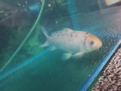 aquarium with big size koi fish healthy and active for sale