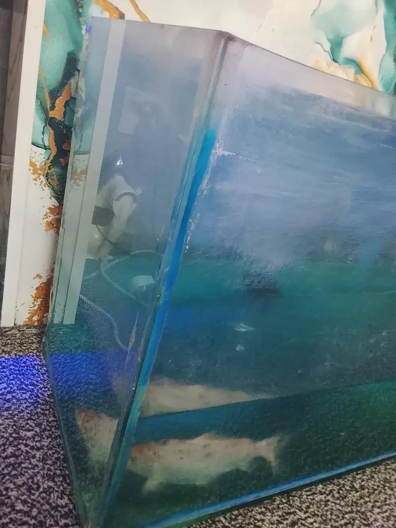 aquarium with big size koi fish healthy and active for sale — photo 2