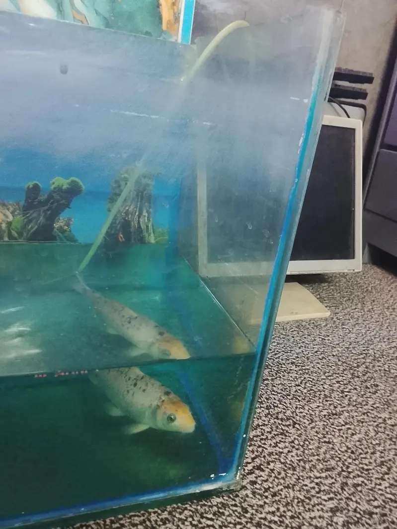 aquarium with big size koi fish healthy and active for sale — photo 3