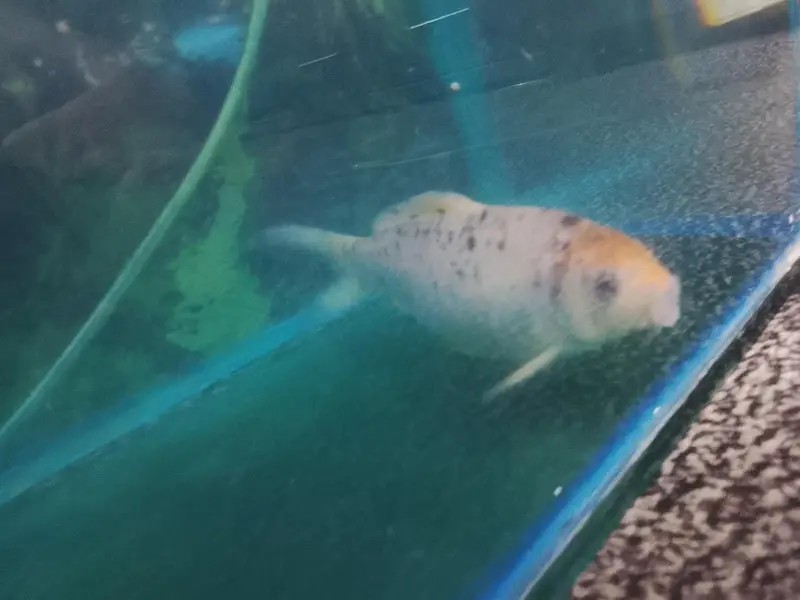 aquarium with big size koi fish healthy and active for sale — photo 4