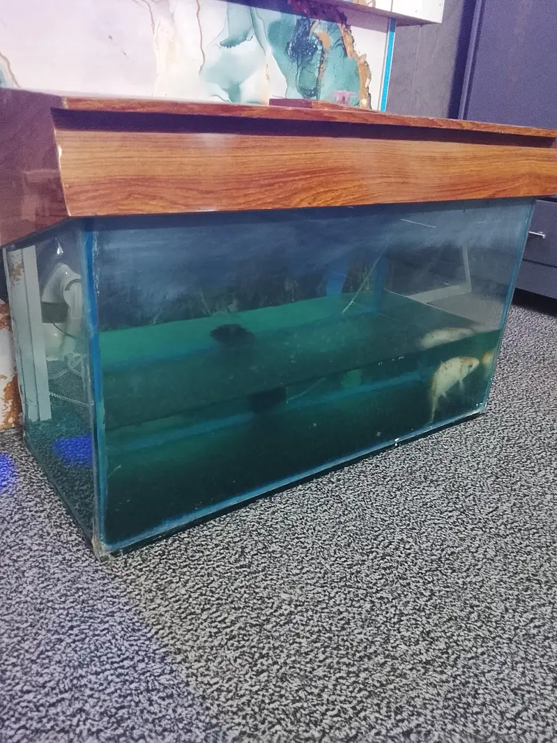 aquarium with big size koi fish healthy and active for sale — photo 5