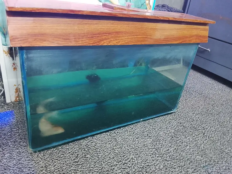 aquarium with big size koi fish healthy and active for sale — photo 6