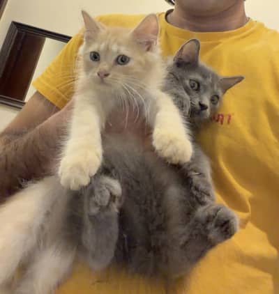 Persian Cats